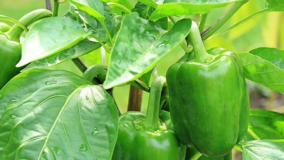 paprika-1539491_960_720|Injerto Pimiento Laimund 3|sweet-pepper-382757_960_720